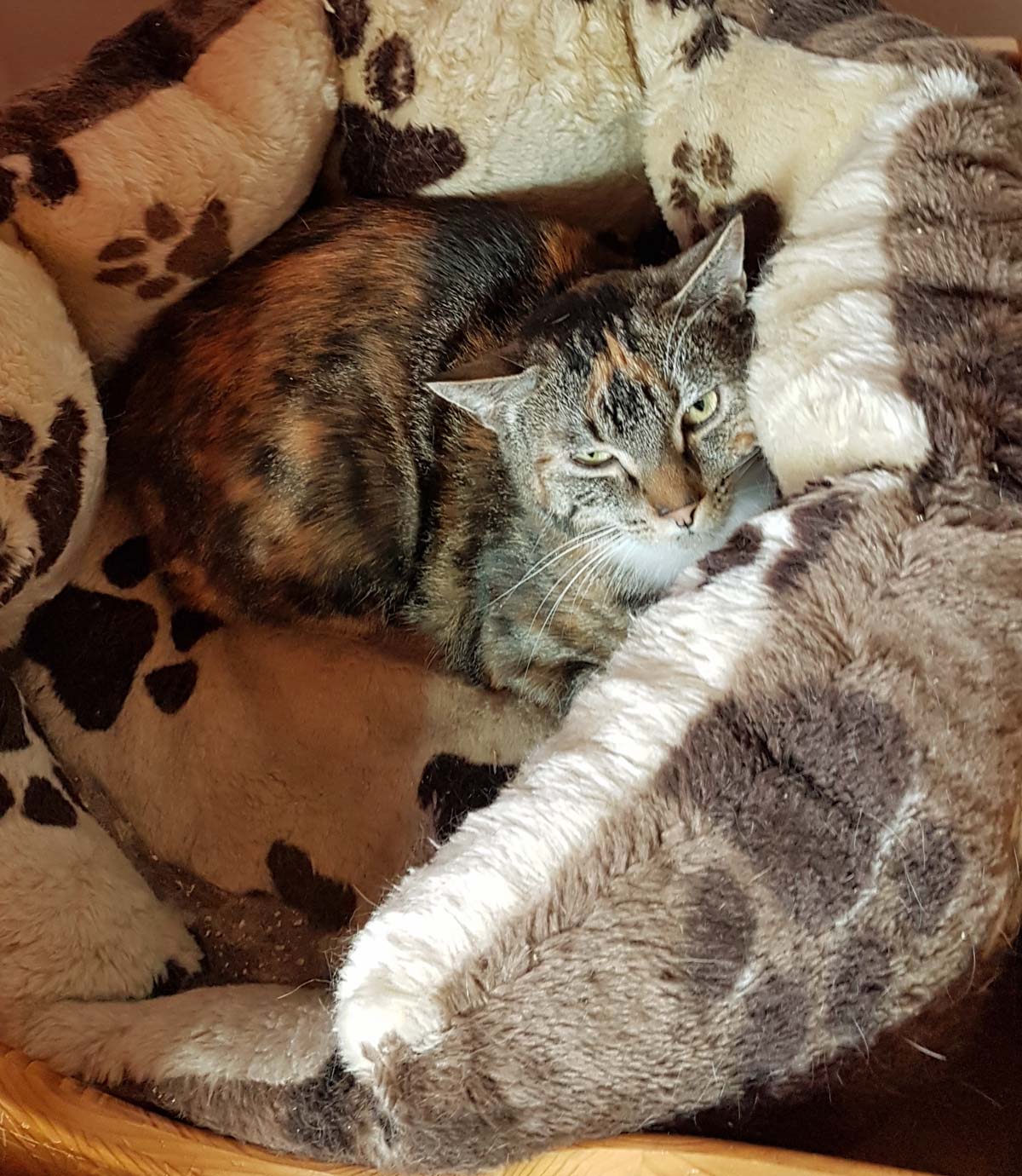 Maja
