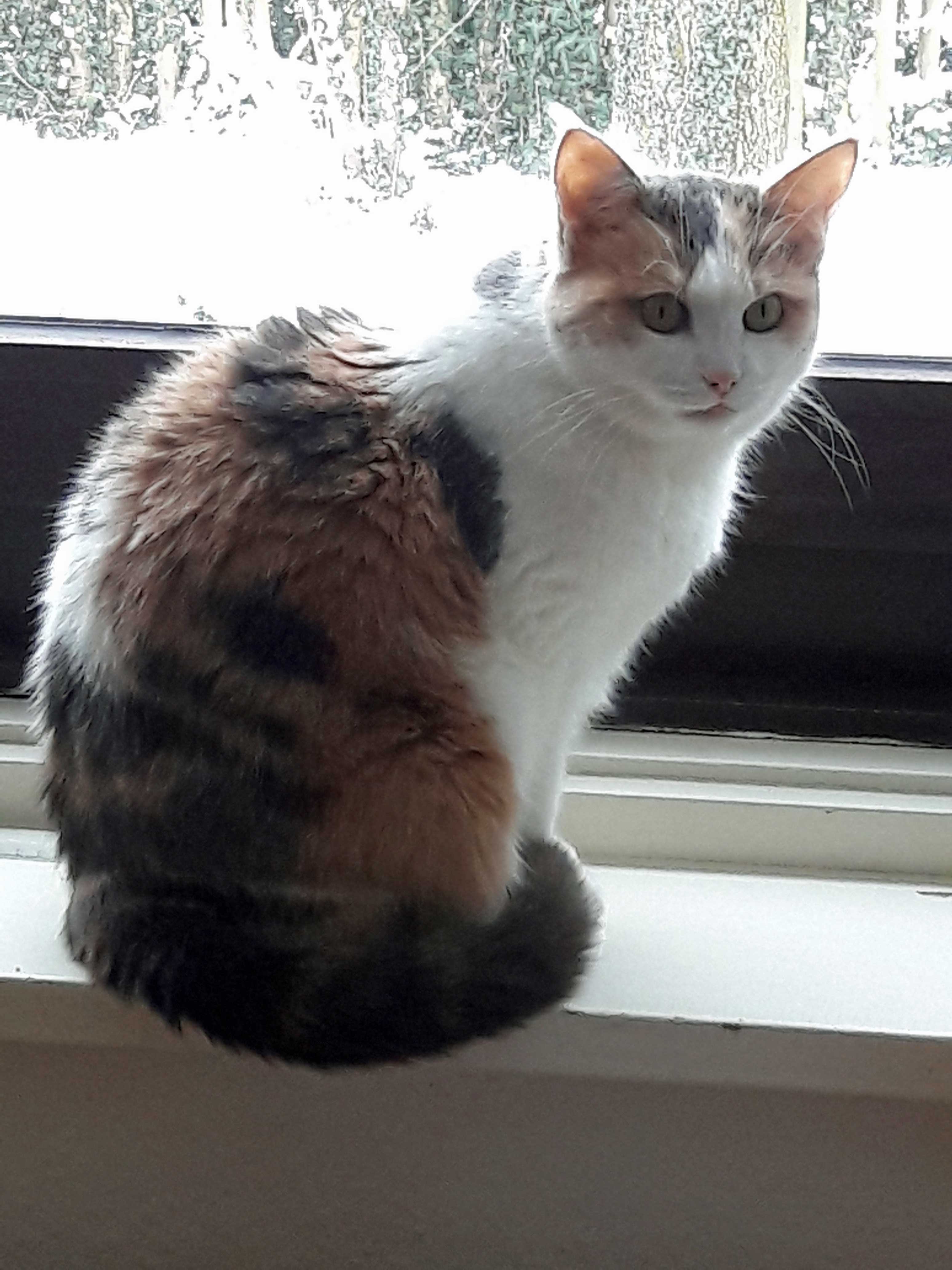 Mimi-2019-04