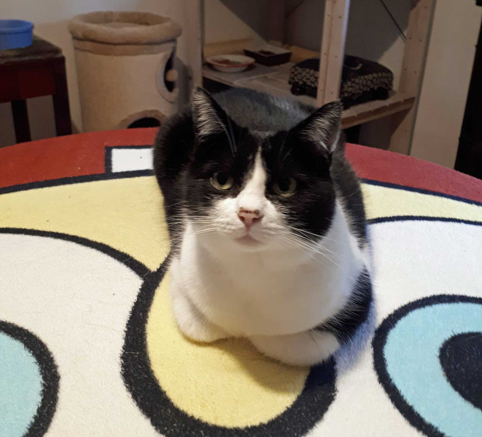 Maedi