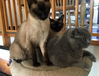 trio02