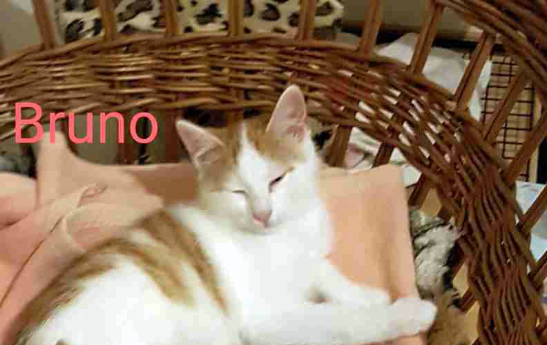 Bruno