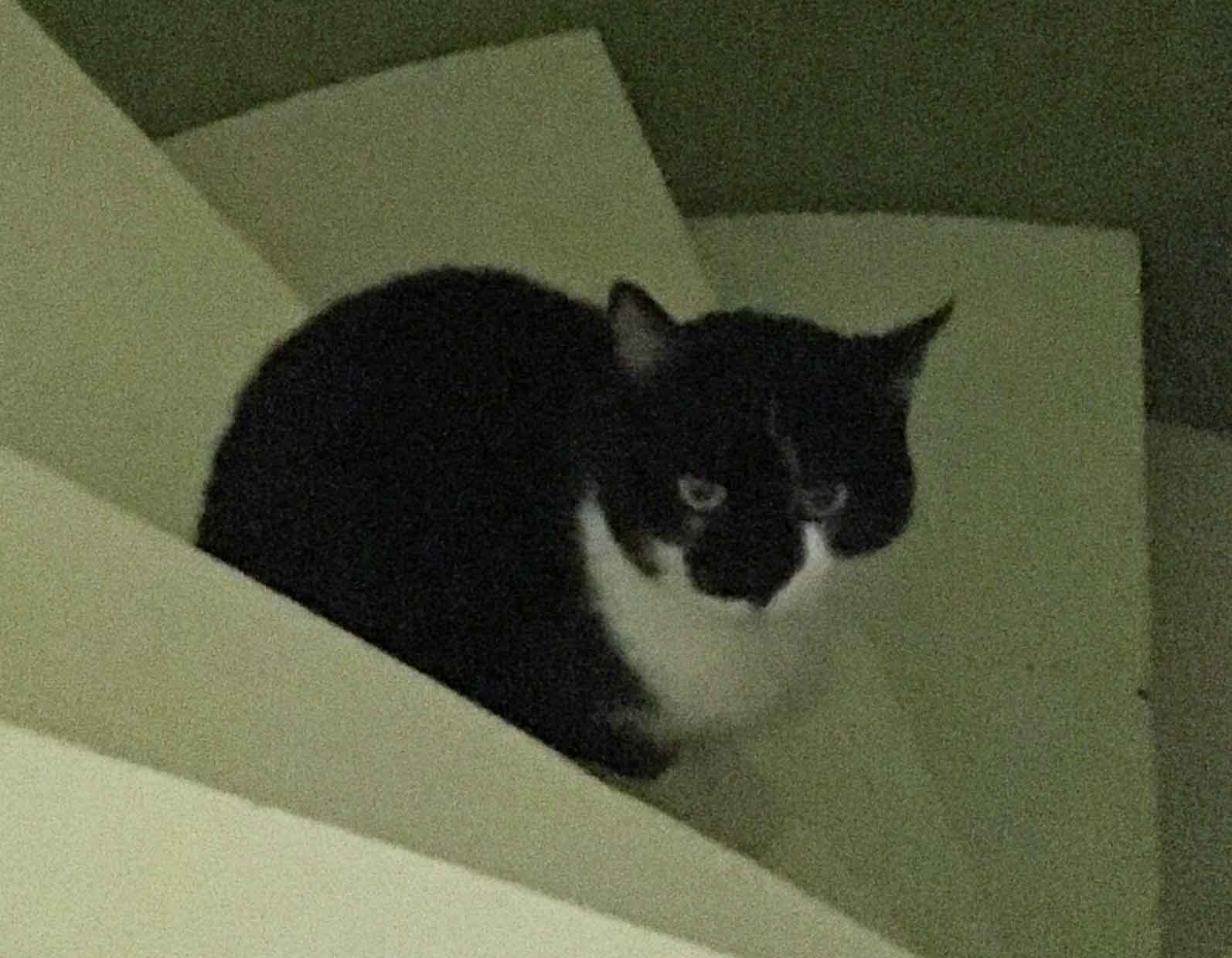 Fiona02