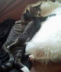 Dusty-+-Shiva