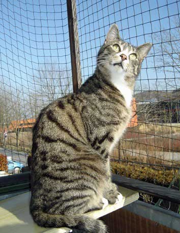 Tiger07