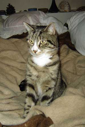 Tiger08