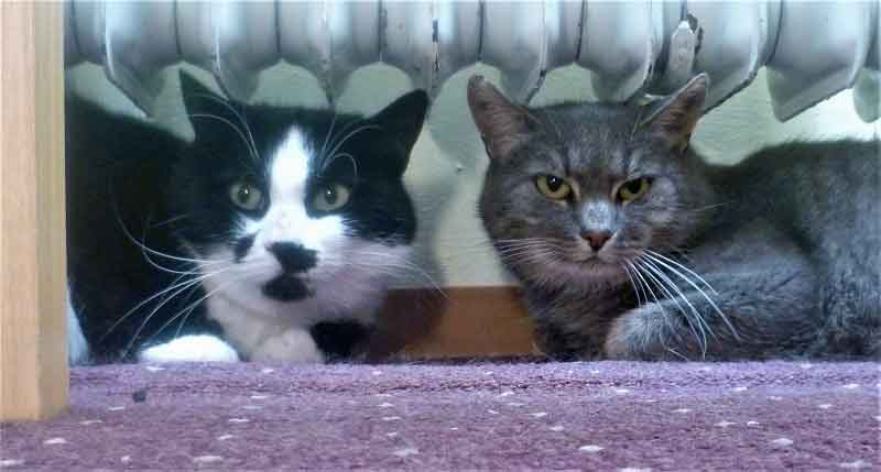 Karlie-und-Kathie