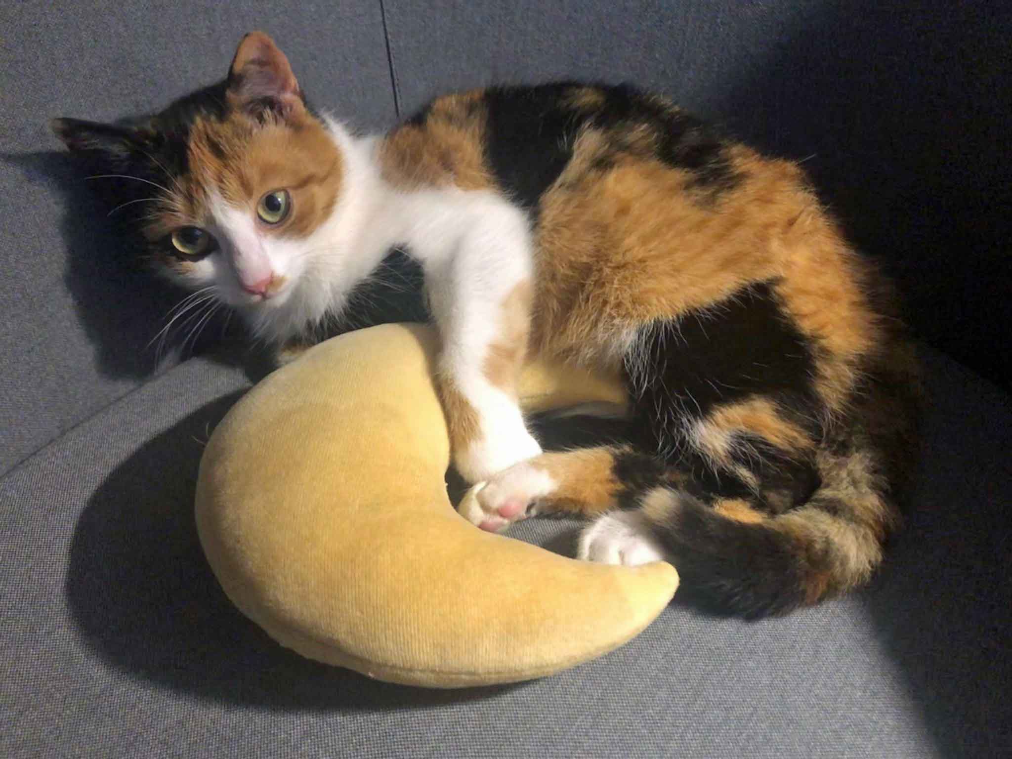 Sophie1