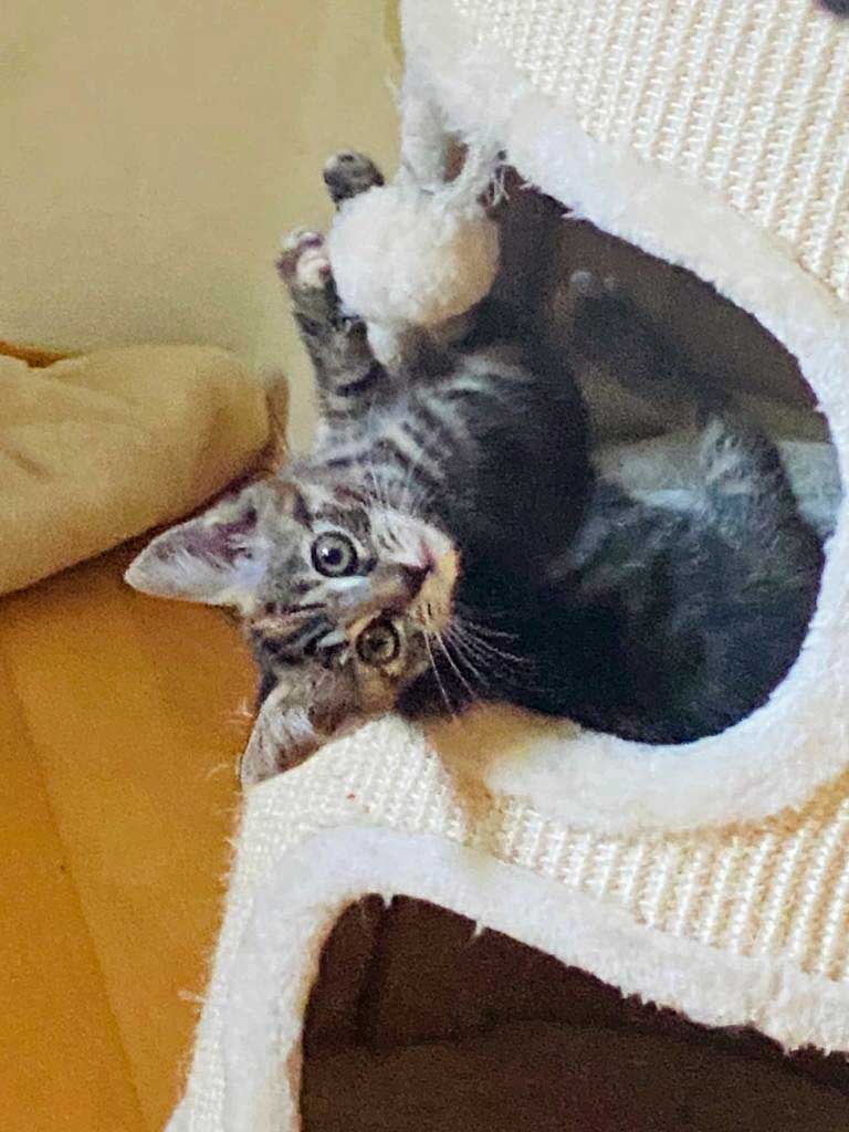 0006